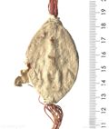 http://images.icar-us.eu/iiif/2/img%2FDE-HStAMa%2FUrk56%2FUrk. 56 Nr.125 Siegel 1 (1289 April 13).jpg/full/120,/0/default.jpg
